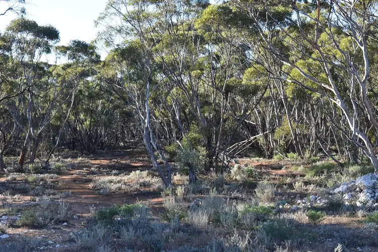 Fourth view of Homely rural property listing, Sec 212 Stott Highway, Sedan SA 5353