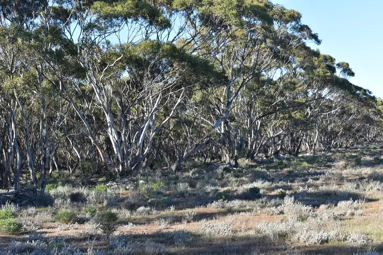 Fifth view of Homely rural property listing, Sec 212 Stott Highway, Sedan SA 5353