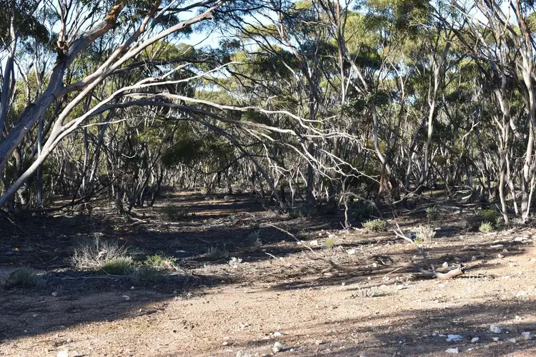 Sixth view of Homely rural property listing, Sec 212 Stott Highway, Sedan SA 5353