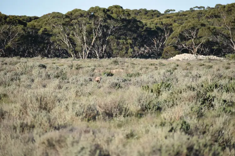 Seventh view of Homely rural property listing, Sec 212 Stott Highway, Sedan SA 5353