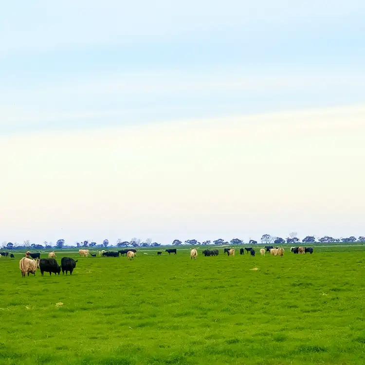 Fifth view of Homely rural property listing, 1354 Gunbower - Pyramid Road, Gunbower VIC 3566