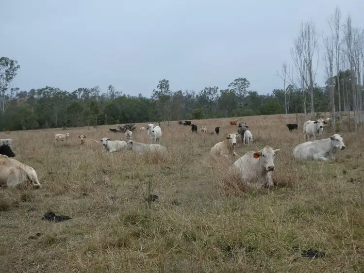 Third view of Homely rural property listing, Lot 26 Tenningering Road, Good Night QLD 4671