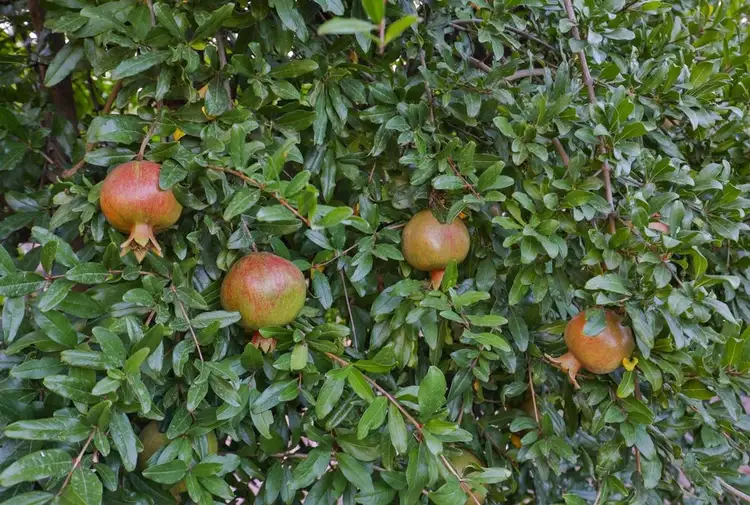 Seventh view of Homely land listing, 128 Hewett Road, Colignan VIC 3494