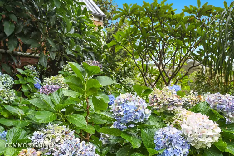 Sixth view of Homely apartment listing, 10/29A Nelson Street, Woollahra NSW 2025