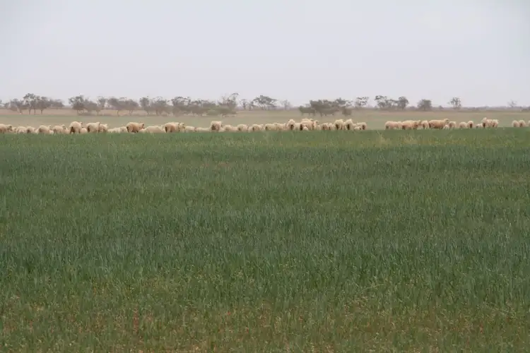 Fourth view of Homely rural property listing, Lots 45, 46 & 47 Macs Road, Wargan VIC 3505