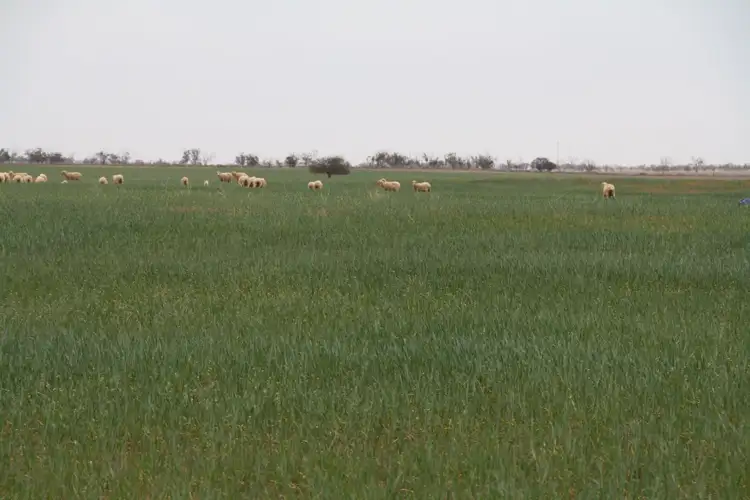 Fifth view of Homely rural property listing, Lots 45, 46 & 47 Macs Road, Wargan VIC 3505