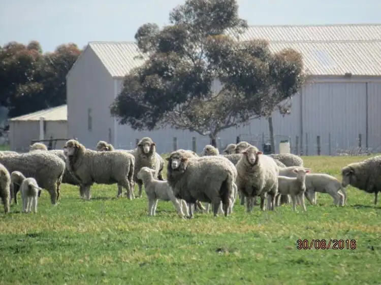 Fifth view of Homely rural property listing, 305 Leo Road, Kukerin WA 6352