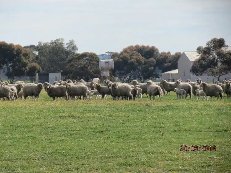 Sixth view of Homely rural property listing, 305 Leo Road, Kukerin WA 6352