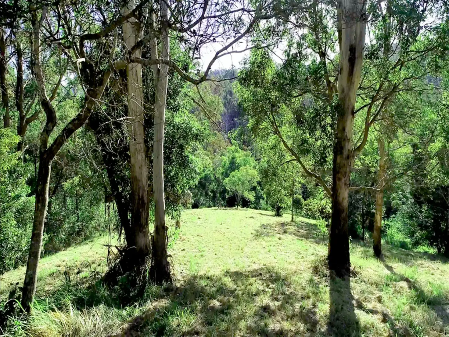 Main view of Homely rural property listing, 371 Billen Road, Georgica NSW 2480