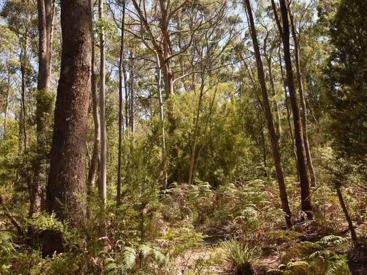 Main view of Homely rural property listing, Lot 1 Farrells Road, Reedy Marsh TAS 7304