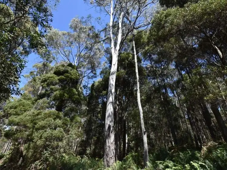 Third view of Homely rural property listing, Lot 1 Farrells Road, Reedy Marsh TAS 7304