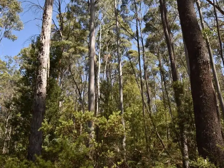 Fifth view of Homely rural property listing, Lot 1 Farrells Road, Reedy Marsh TAS 7304