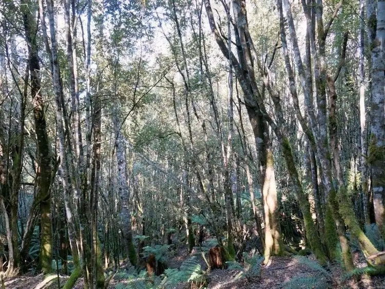 Sixth view of Homely rural property listing, Lot 1 Dolcoath Road, Moina TAS 7310