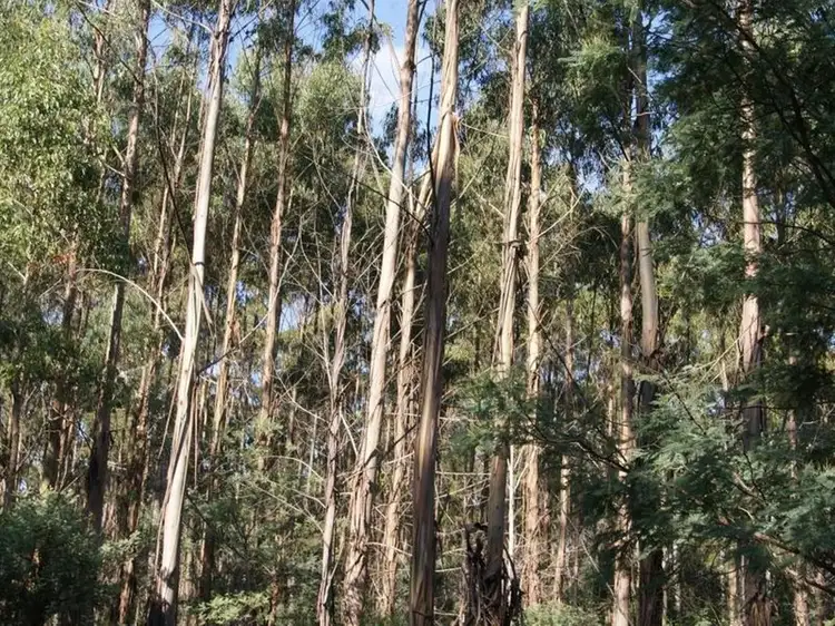 Main view of Homely rural property listing, Lot 1 Tasman Highway, Targa TAS 7259