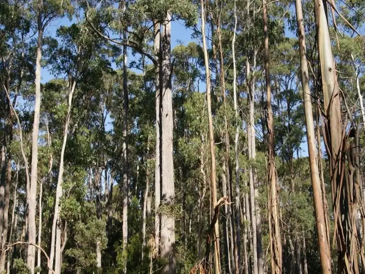 Second view of Homely rural property listing, Lot 1 Tasman Highway, Targa TAS 7259