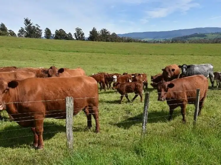 Third view of Homely rural property listing, 68 Mt Beulah Road, Western Creek TAS 7304