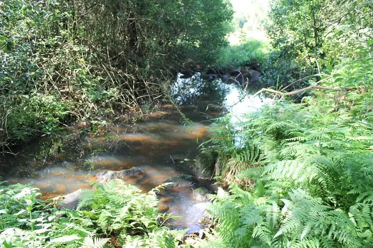 Seventh view of Homely rural property listing, 87 Willis Road, Tregeagle NSW 2480