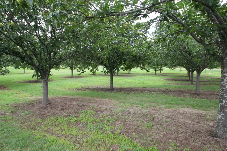 Main view of Homely land listing, Lots 1 & 4 Logan Street, Tenterfield NSW 2372