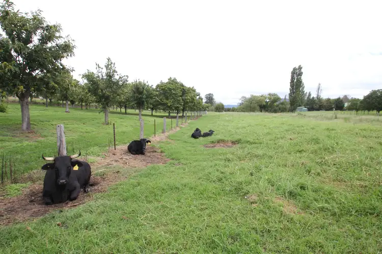 Fifth view of Homely land listing, Lots 1 & 4 Logan Street, Tenterfield NSW 2372