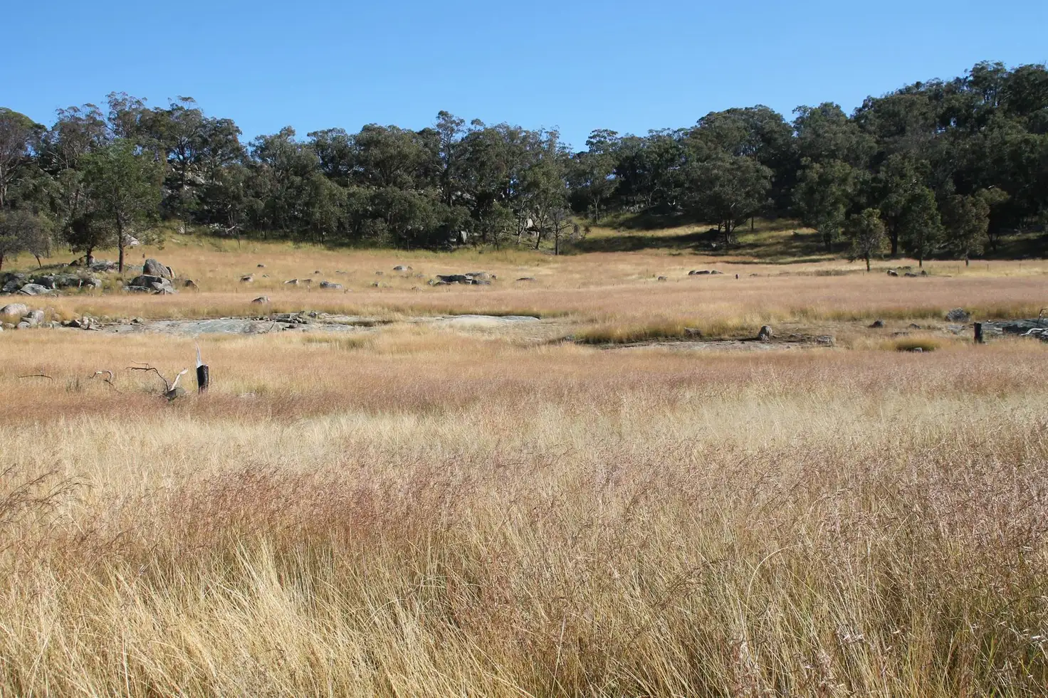 Main view of Homely rural property listing, Lot 27 Gunyah Road, Tenterfield NSW 2372