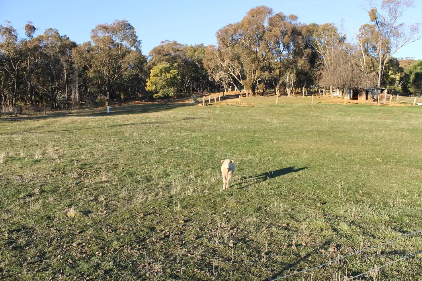 Main view of Homely land listing, 66 Mine Road, Burraga NSW 2795
