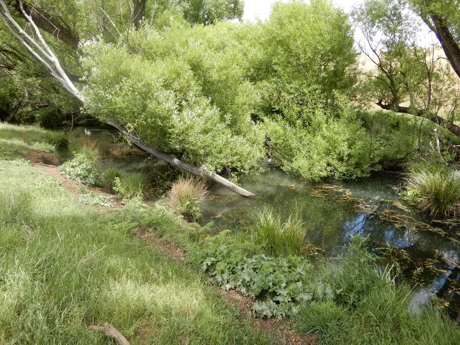 Main view of Homely rural property listing, 356 Swallows Nest Road, Oberon NSW 2787