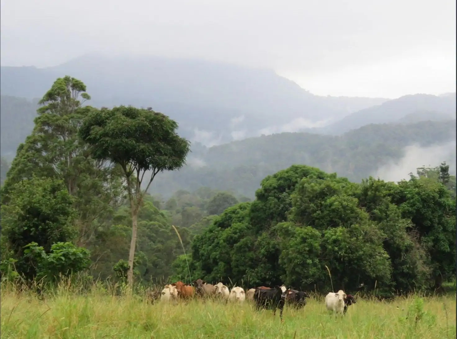 Main view of Homely rural property listing, 67 Barnes Road, Barkers Vale NSW 2474