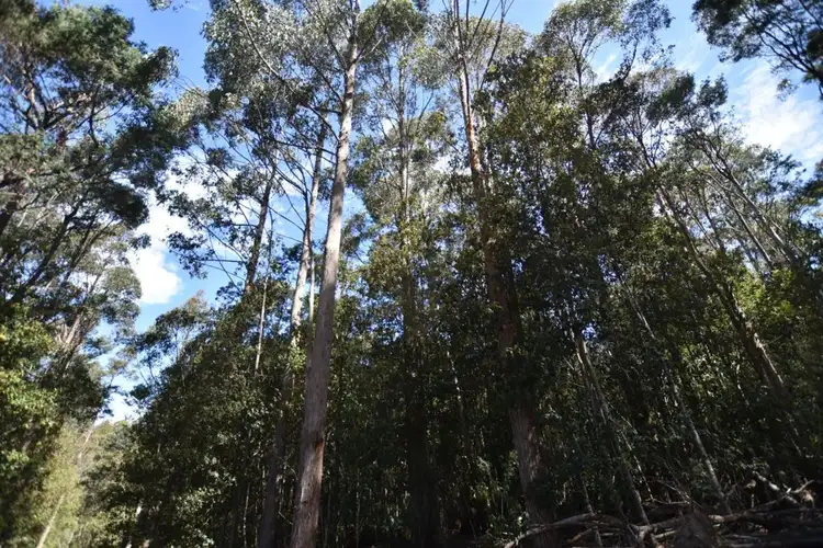 Fifth view of Homely rural property listing, Lot 1 Blairs Rd, Mole Creek TAS 7304