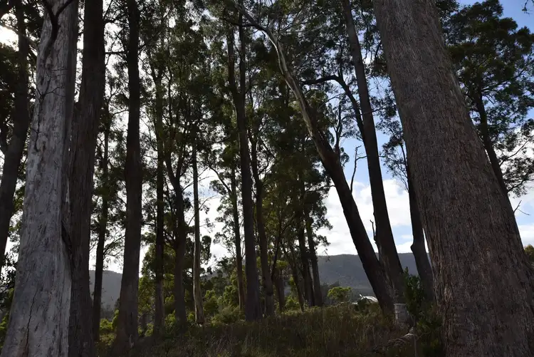 Seventh view of Homely rural property listing, Lot 2 Union Bridge Road, Mole Creek TAS 7304