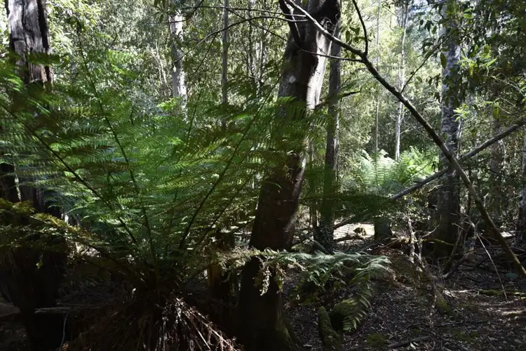 Main view of Homely rural property listing, Lot 1 Western Creek Rd, Western Creek TAS 7304