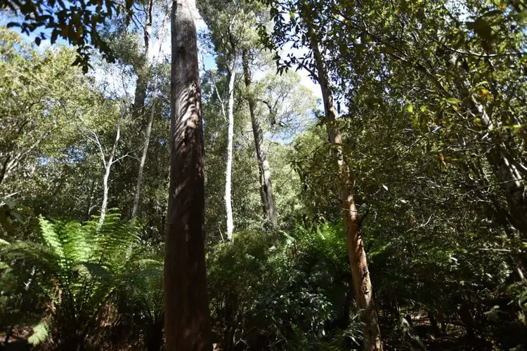 Second view of Homely rural property listing, Lot 1 Western Creek Rd, Western Creek TAS 7304