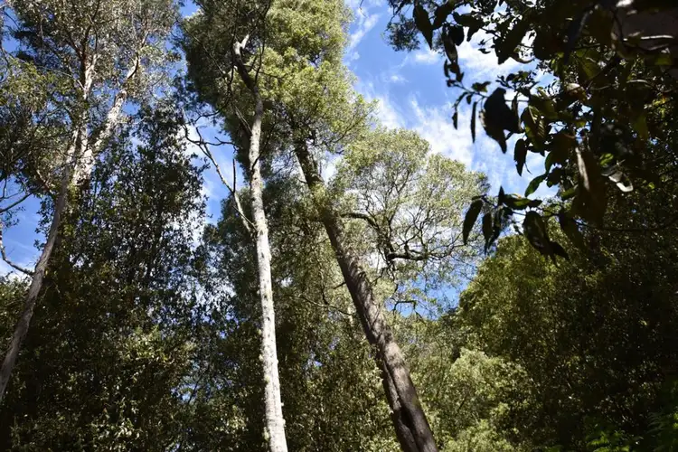 Fourth view of Homely rural property listing, Lot 1 Western Creek Rd, Western Creek TAS 7304