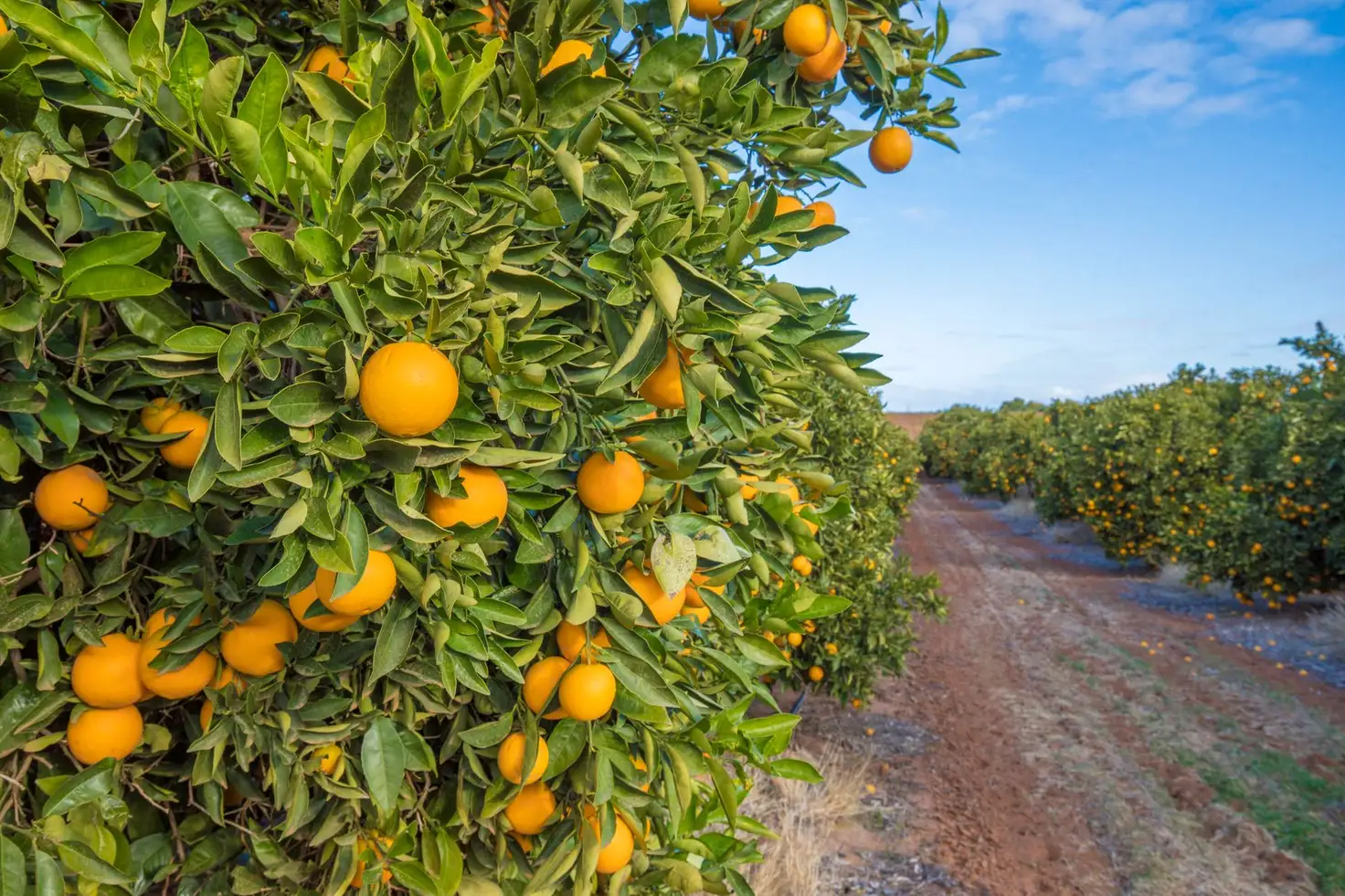 Main view of Homely rural property listing, 2702 Kulkyne Way, Nangiloc VIC 3494