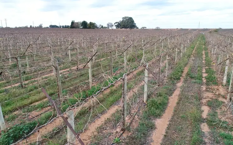 Fifth view of Homely rural property listing, Lot 2/51A Pumps Road, Red Cliffs VIC 3496