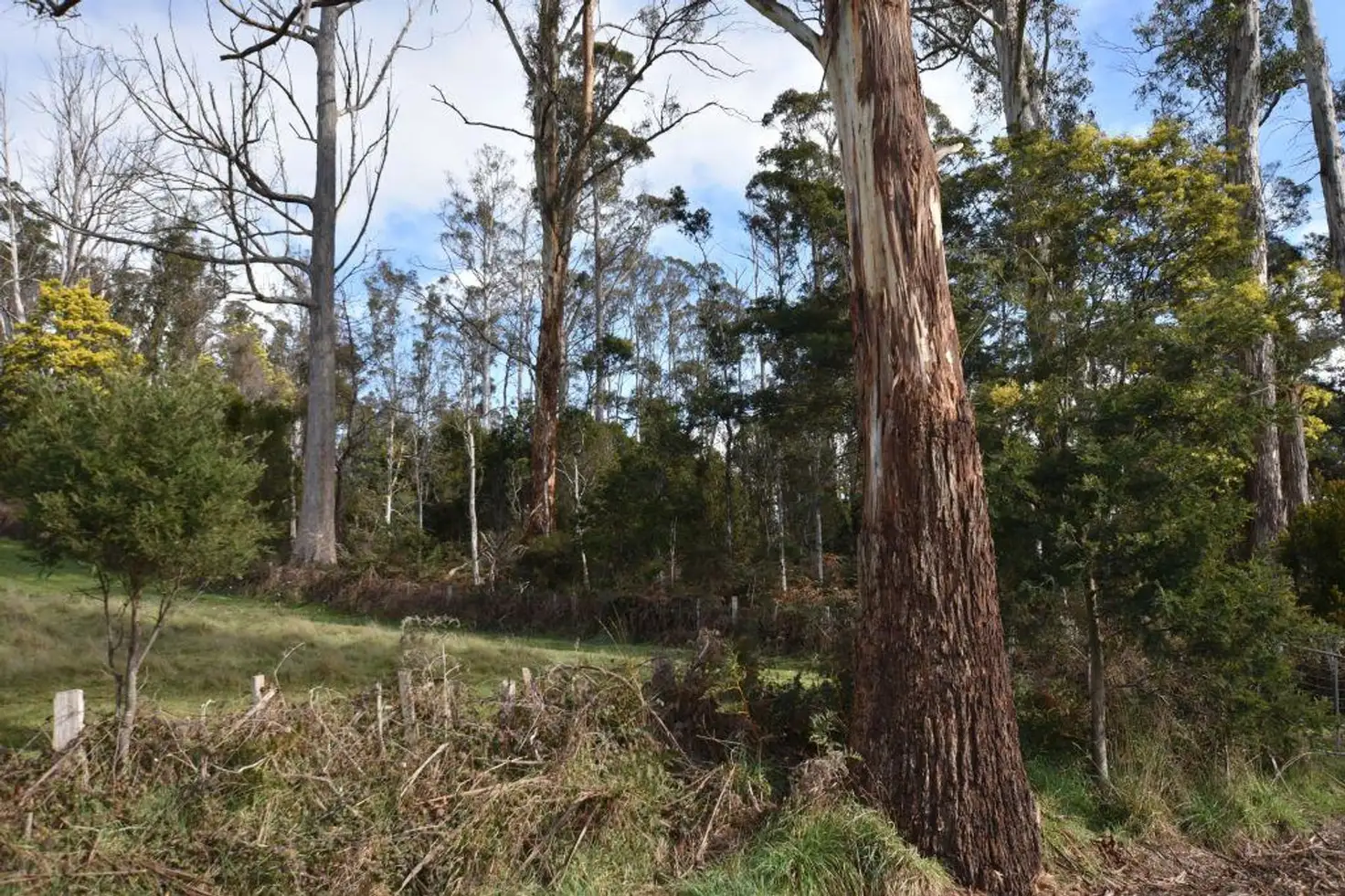Main view of Homely rural property listing, Lot 1. Quamby Brook Rd, Quamby Brook TAS 7304
