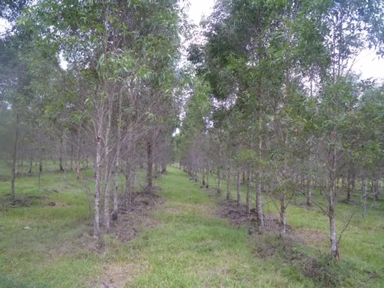 Second view of Homely rural property listing, Lot 55 Bruxner Highway, Tabulam NSW 2469