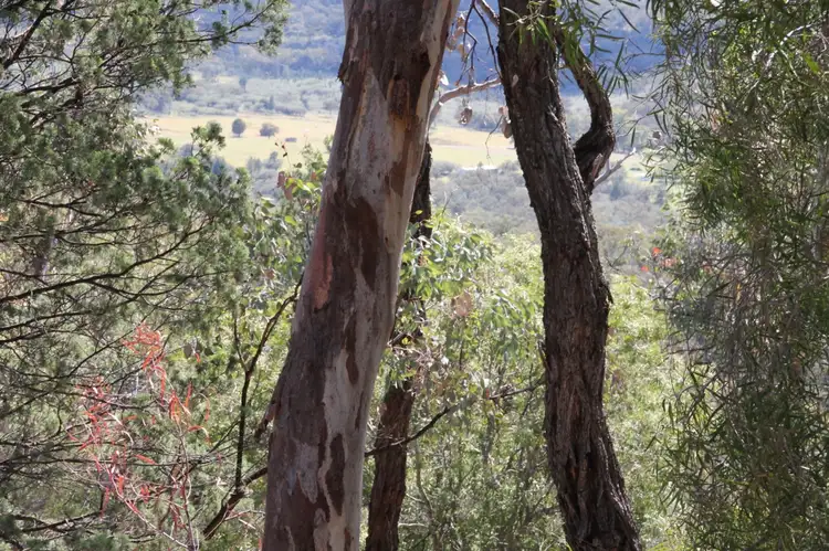 Second view of Homely rural property listing, Lot 135 Back Creek Road, Tenterfield NSW 2372