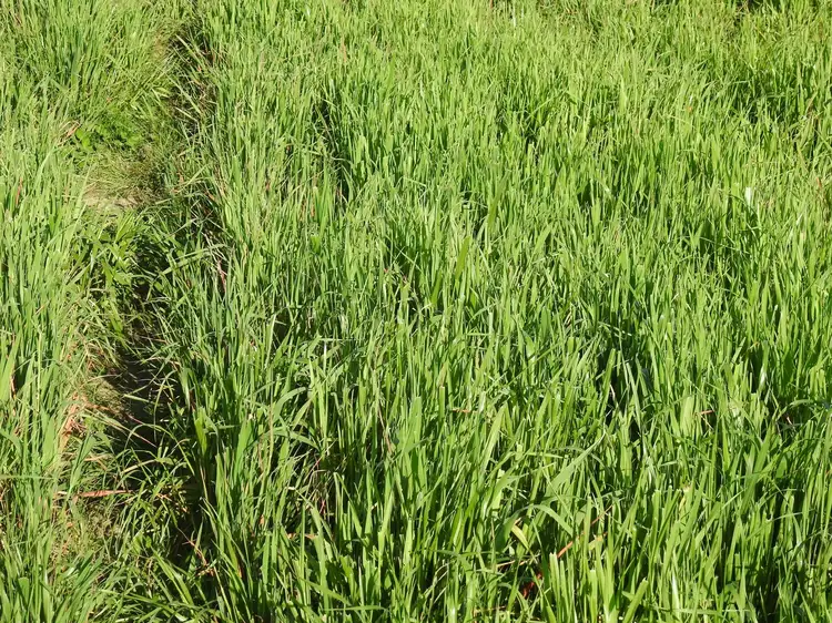 Fifth view of Homely land listing, 113 Spring Hill Rd, Spring Hill NSW 2800