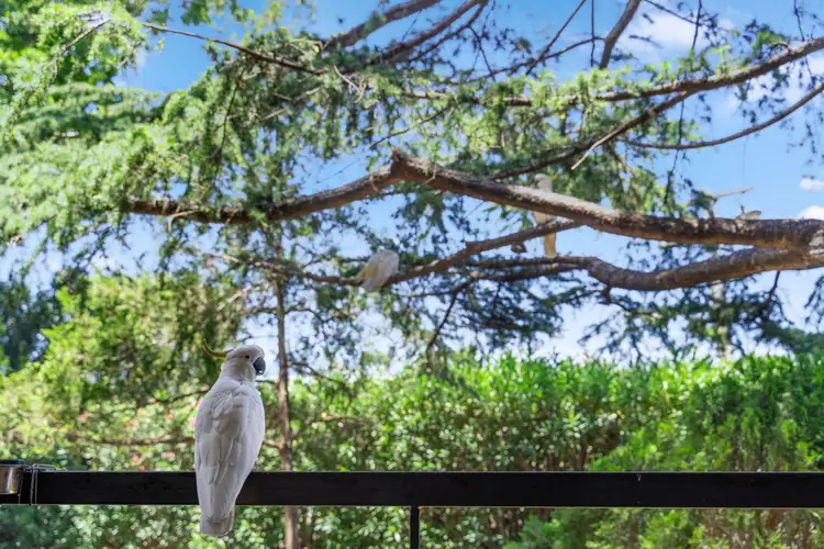 Main view of Homely apartment listing, 4/6 Goulding Road, Ryde NSW 2112