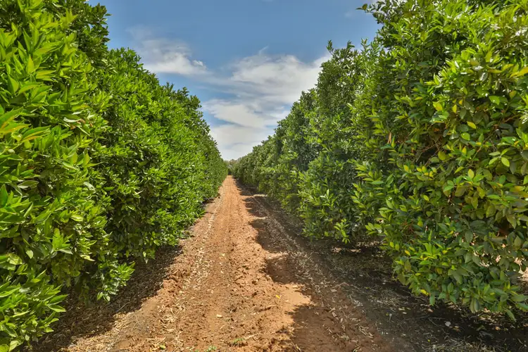 Sixth view of Homely rural property listing, 310 Delta Road, Curlwaa NSW 2648