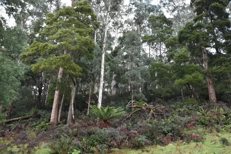 Fourth view of Homely rural property listing, Lot 5 Liena Rd, Liena TAS 7304