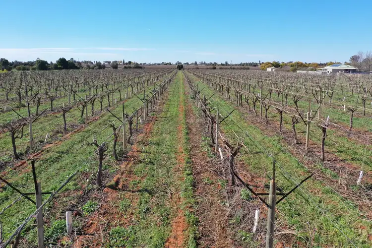 Fourth view of Homely rural property listing, Lot 3/211 Main Avenue, Merbein South VIC 3505