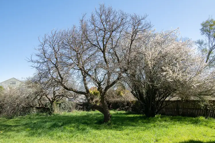 Seventh view of Homely land listing, 10 Grigg St., Deloraine TAS 7304