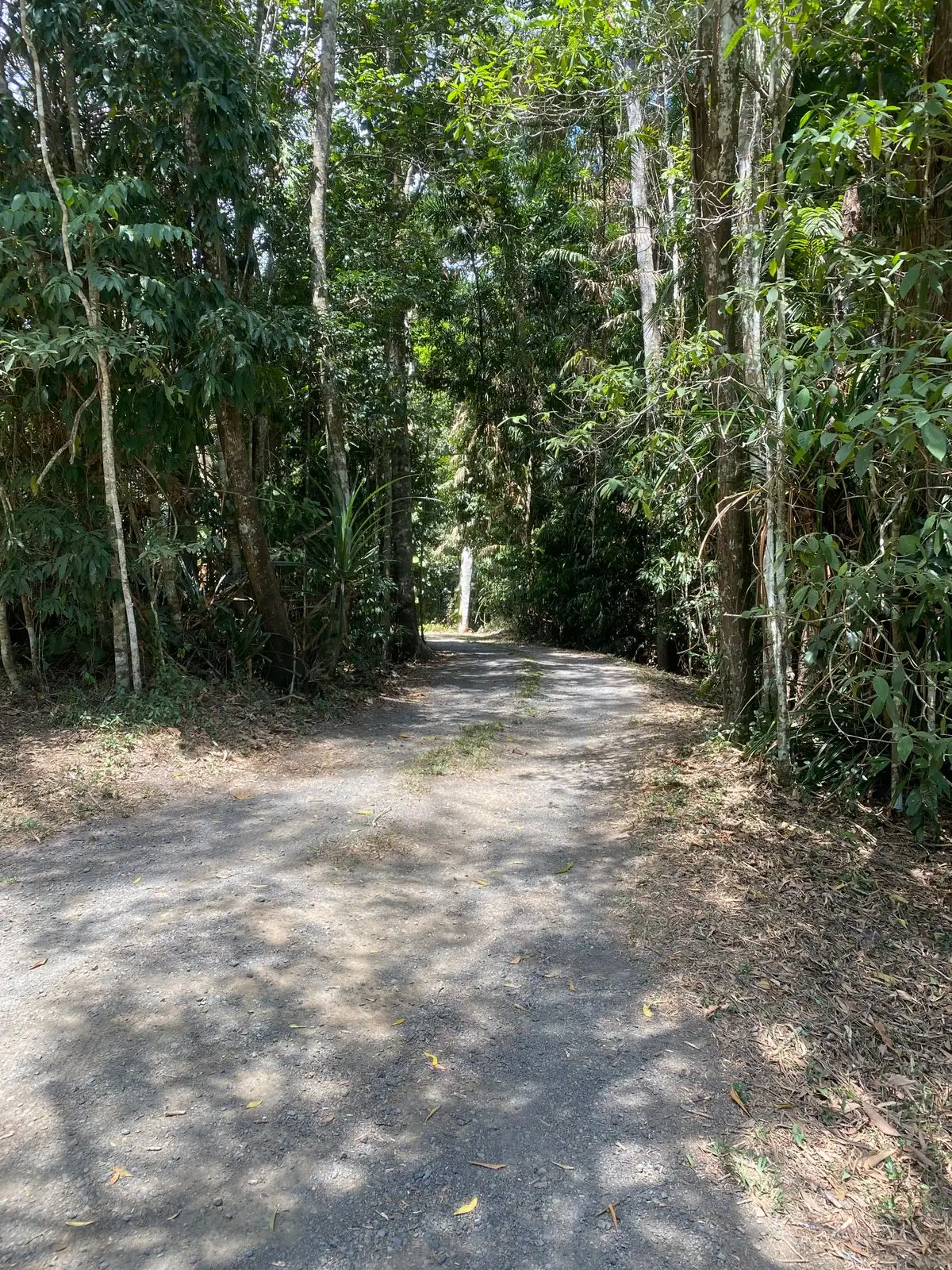 Main view of Homely house listing, 24 Butler Drive, Kuranda QLD 4881