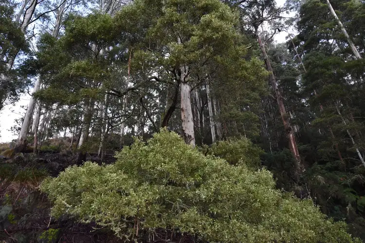 Fourth view of Homely rural property listing, Lot 5 Echo Valley Rd, Liena TAS 7304