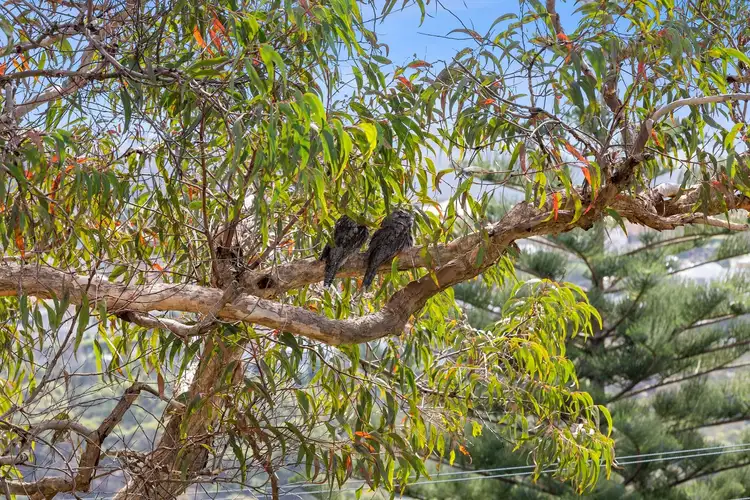Fourth view of Homely house listing, 3 Ilford Road, Frenchs Forest NSW 2086