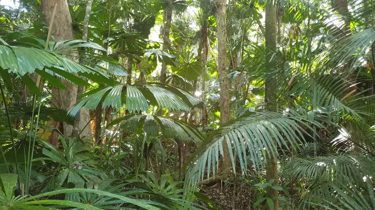 Main view of Homely land listing, LOT 88 GREENDALE COURT, Jubilee Heights QLD 4860