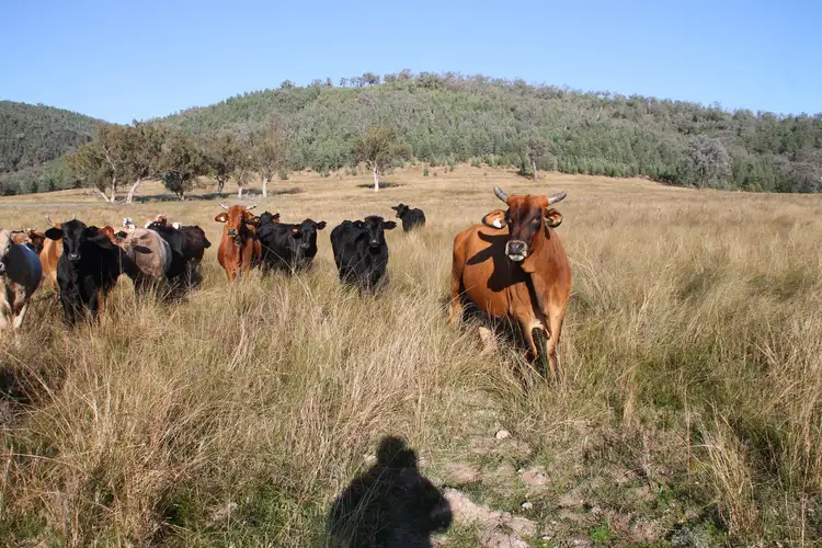 Seventh view of Homely rural property listing, Part 11 Mingoola School Road, Tenterfield NSW 2372