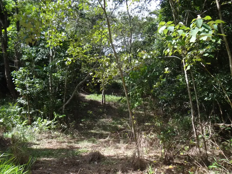 Fourth view of Homely rural property listing, 391 Utchee Creek Road, Utchee Creek QLD 4871