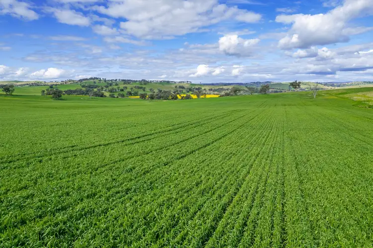 Fourth view of Homely rural property listing, 490 Reg Hailstone Way, Woodstock NSW 2793
